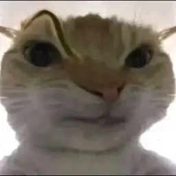 cat #1