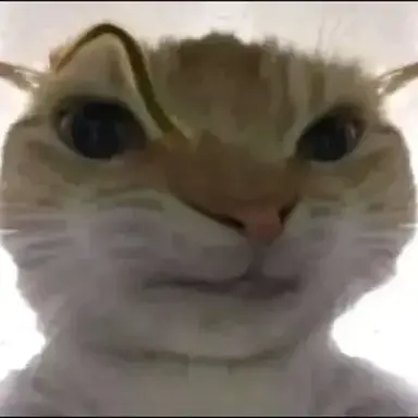 suspicious cat