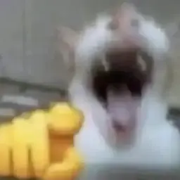 cat #10