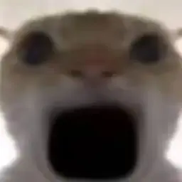 cat #11