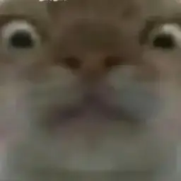 cat #12