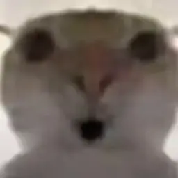 cat #13