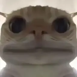 cat #16
