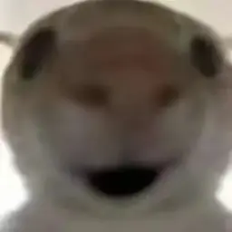 cat #17
