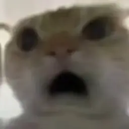 cat #18