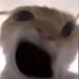 cat #19