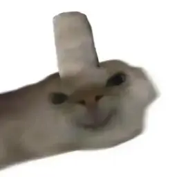 cat #20