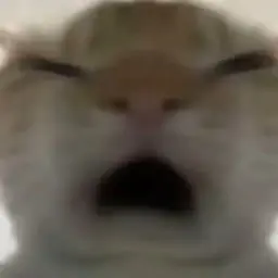 cat #3