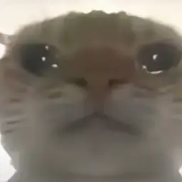 cat #6