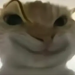 cat #7