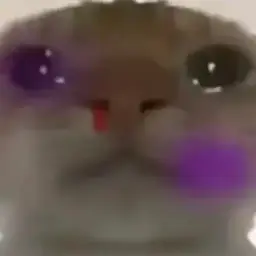 cat #8